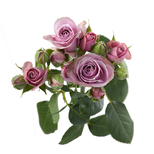 Purple Spray Roses1