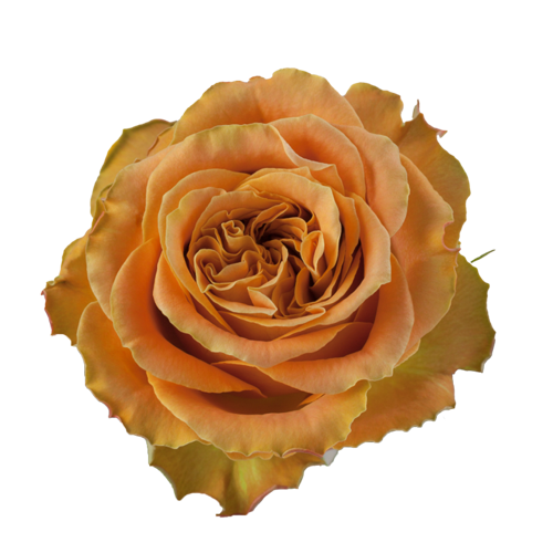 Copper Kiss Rose - Coffee Color1