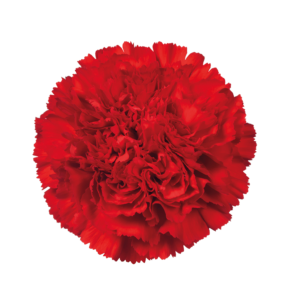 Red carnation discount