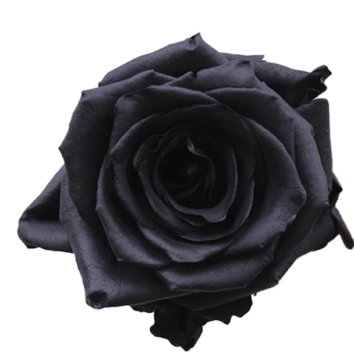 Tinted Roses – Only Pickup1