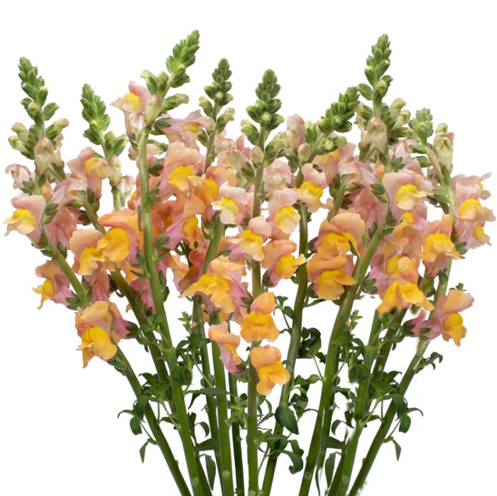 Orange Snapdragon Flowers