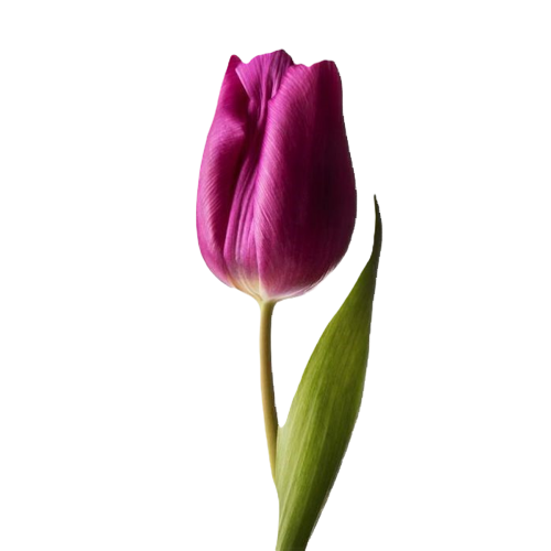 Tulip Purple1