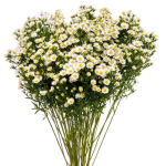 Aster – Only Pickup - White1