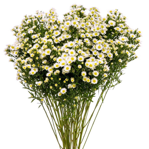 Aster – Only Pickup - White1