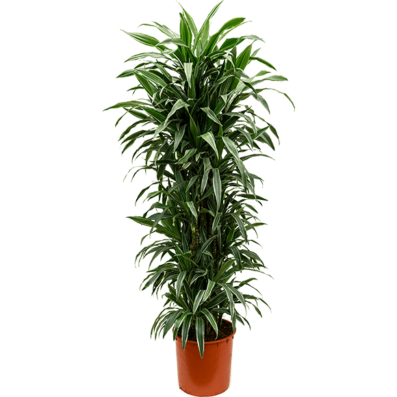 Dracaena Sunshine1