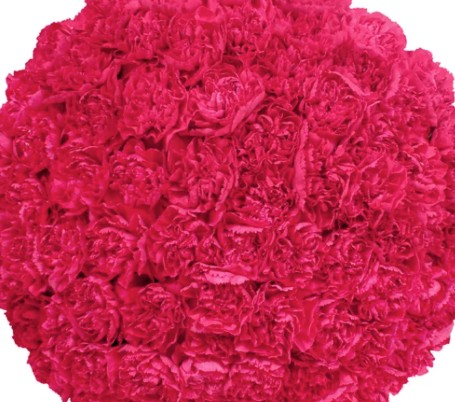 Carnations - Hot Pink -100 Stems1