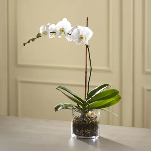 Phalaenopsis Orchids Plant1