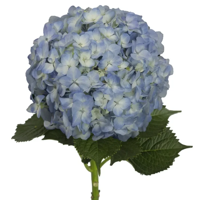 Hydrangea Light Blue – Only Pickup